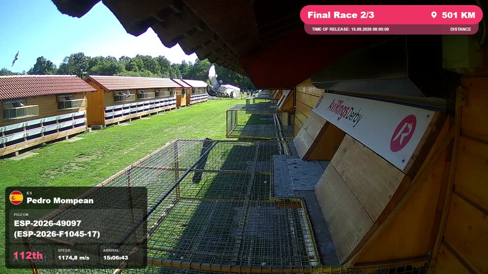 Pigeon Arrival Image For Race Final Race 2/3
