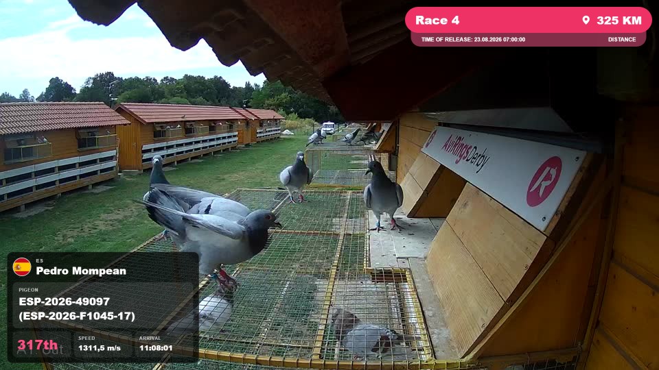 Pigeon Arrival Image For Race Race 4