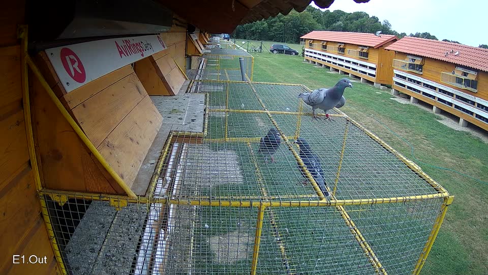 Pigeon Arrival Image For Race Race 3