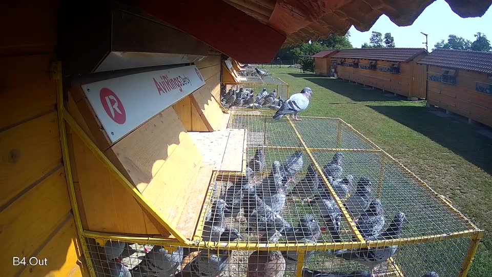 Pigeon Arrival Image For Race Race 3