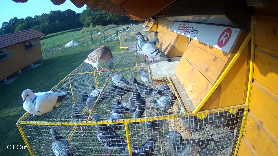 Pigeon Arrival Image For Race Race 4