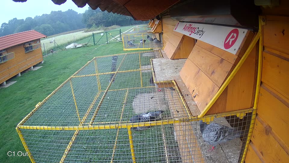 Pigeon Arrival Image For Race Final race 1