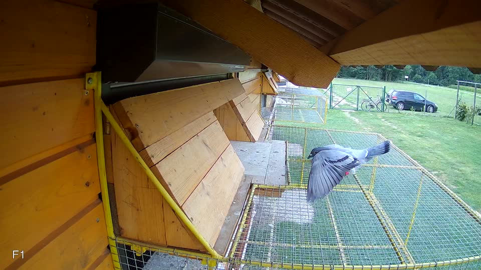 Pigeon Arrival Image For Race Race 3