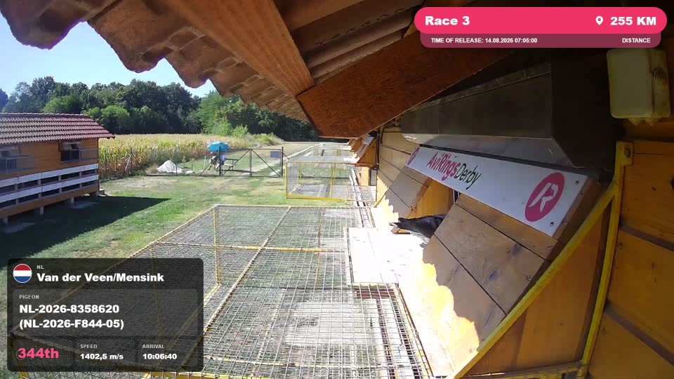 Pigeon Arrival Image For Race Race 3