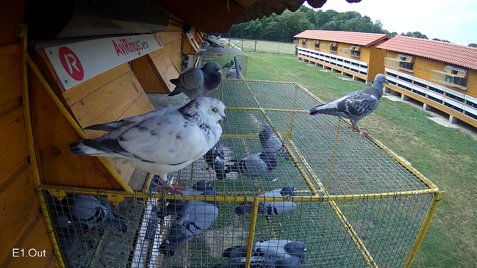 Pigeon Arrival Image For Race Race 4