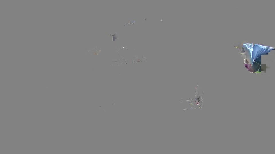 Pigeon Arrival Image For Race Race 2