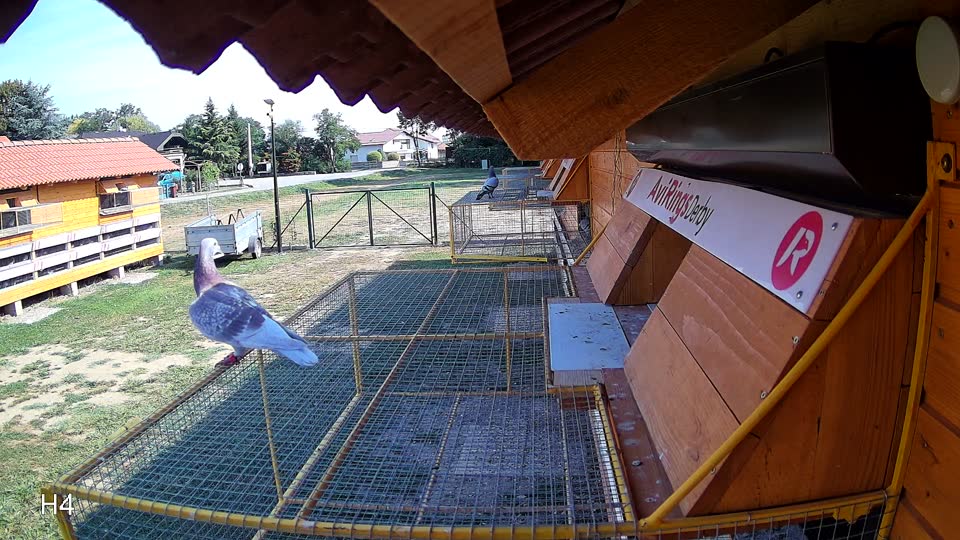 Pigeon Arrival Image For Race Race 1