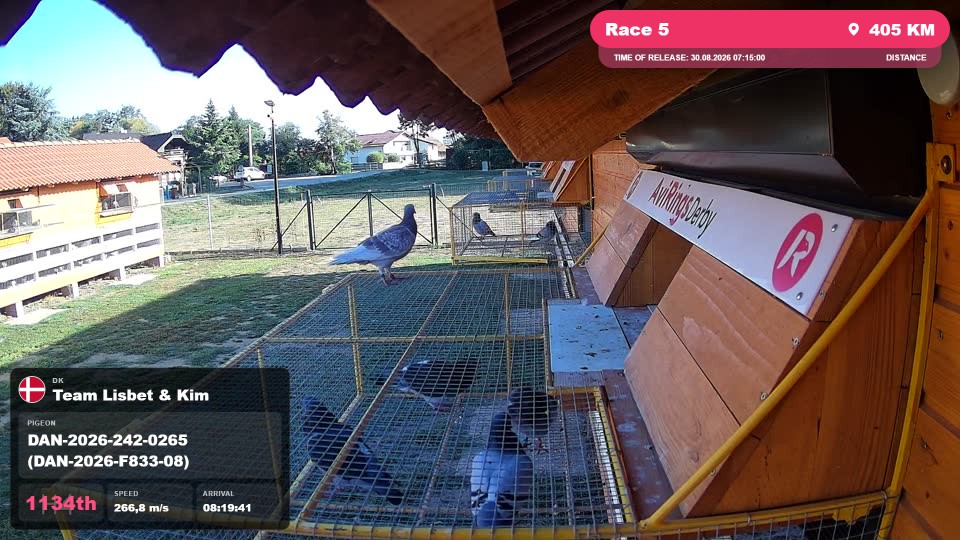 Pigeon Arrival Image For Race Race 5