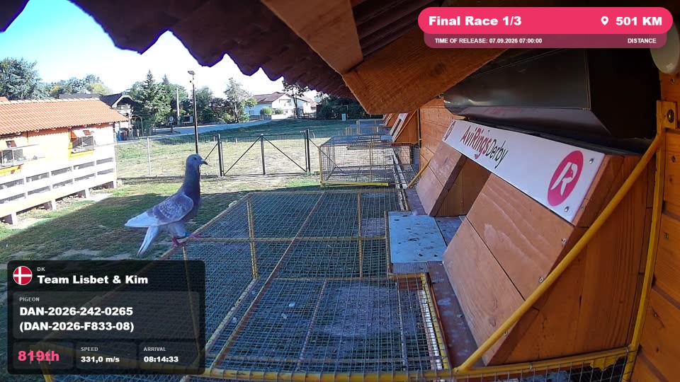 Pigeon Arrival Image For Race Final Race 1/3