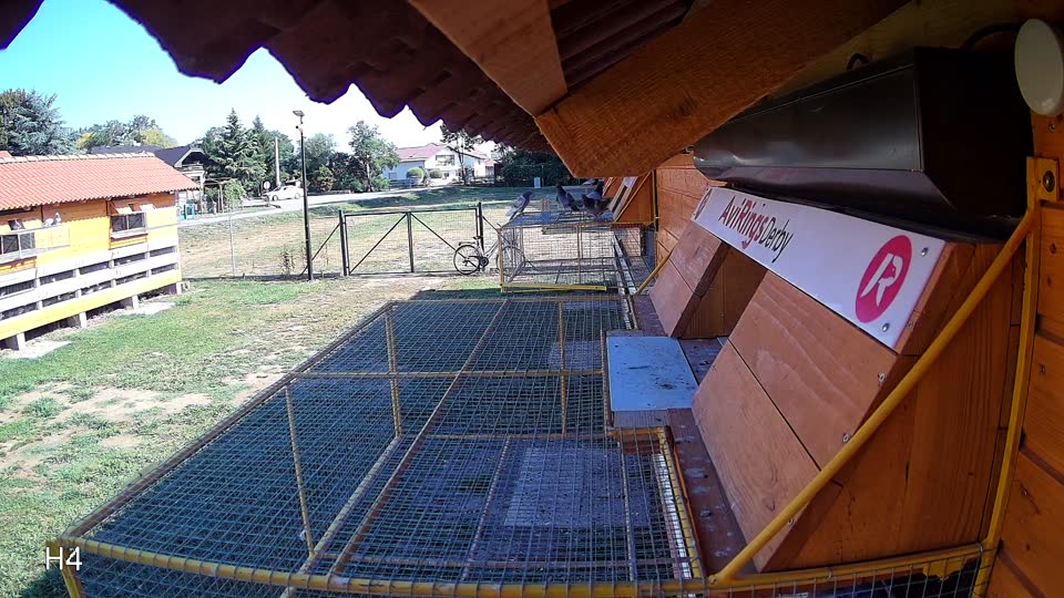 Pigeon Arrival Image For Race Race 2