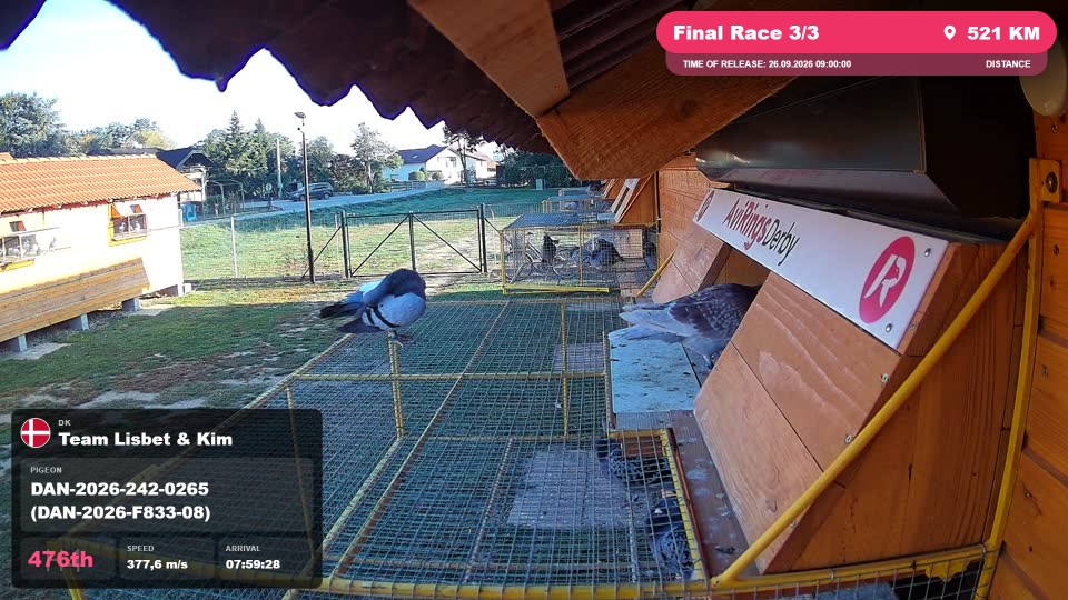 Pigeon Arrival Image For Race Final Race 3/3
