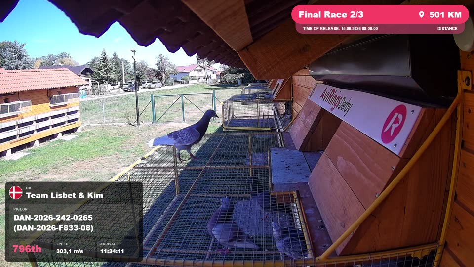 Pigeon Arrival Image For Race Final Race 2/3