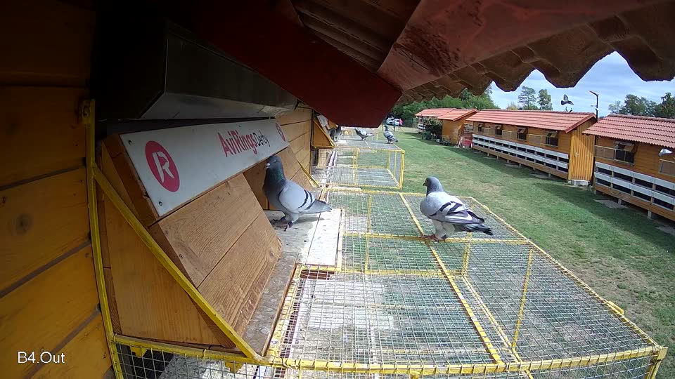Pigeon Arrival Image For Race Race 4