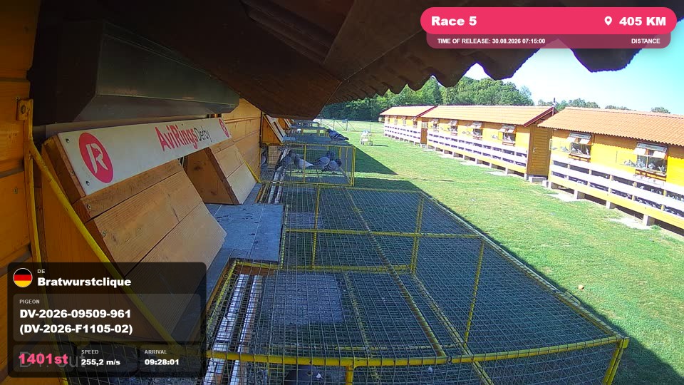 Pigeon Arrival Image For Race Race 5