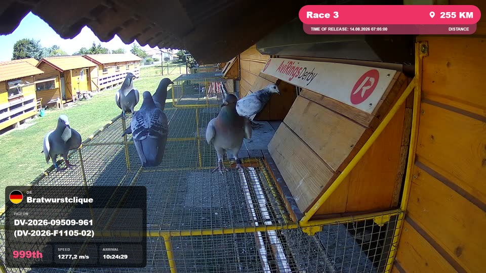 Pigeon Arrival Image For Race Race 3