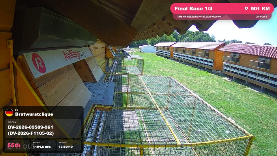 Pigeon Arrival Image For Race Final Race 1/3