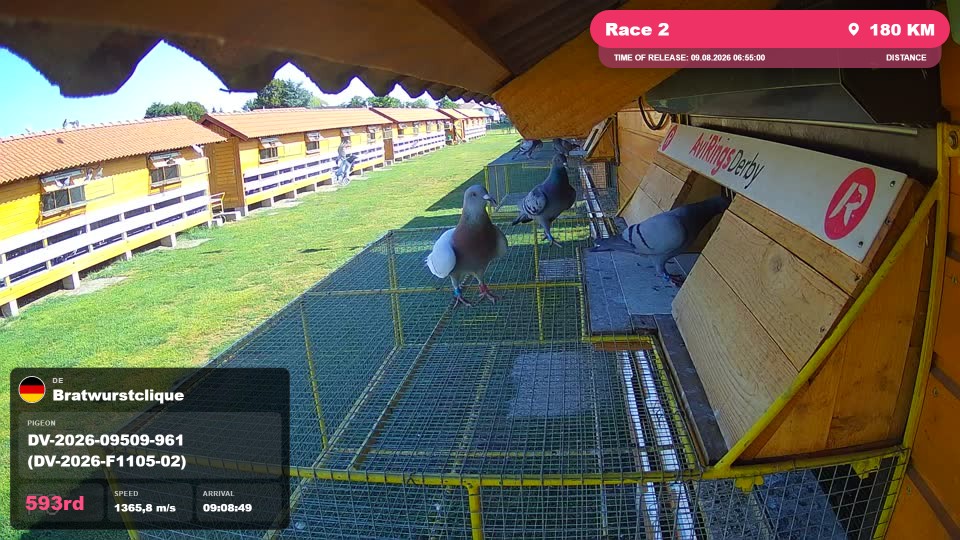 Pigeon Arrival Image For Race Race 2
