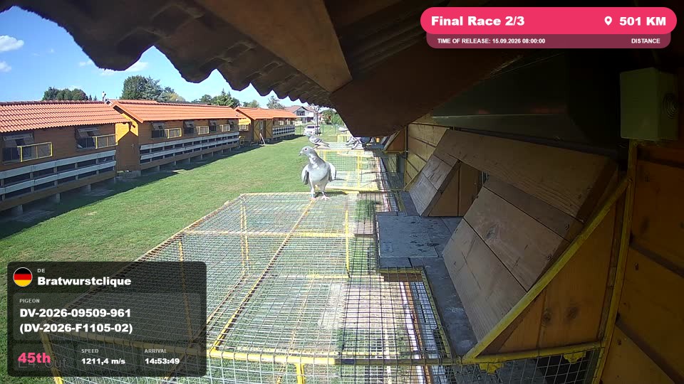 Pigeon Arrival Image For Race Final Race 2/3