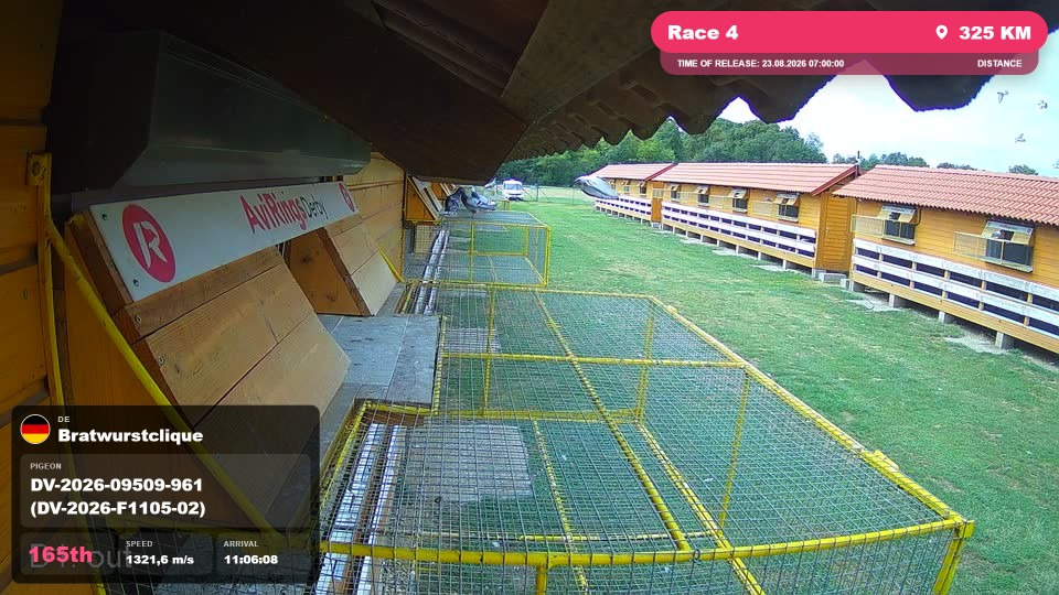 Pigeon Arrival Image For Race Race 4