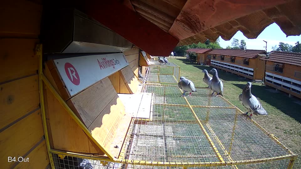 Pigeon Arrival Image For Race Race 2
