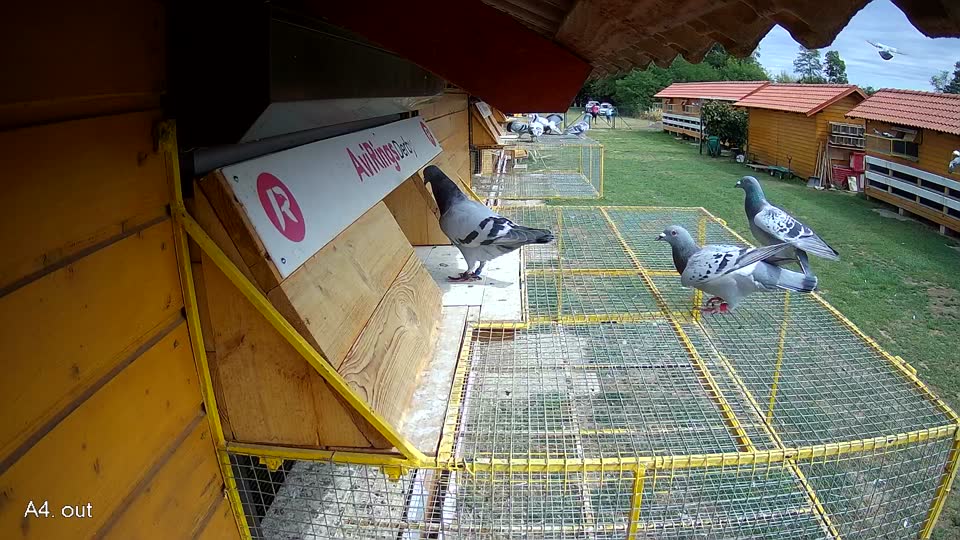 Pigeon Arrival Image For Race Race 4