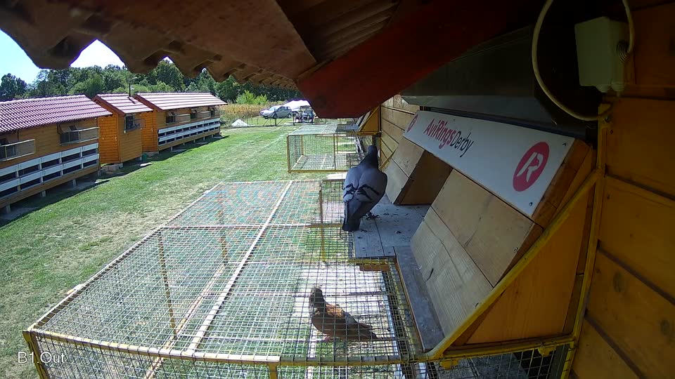 Pigeon Arrival Image For Race Race 5