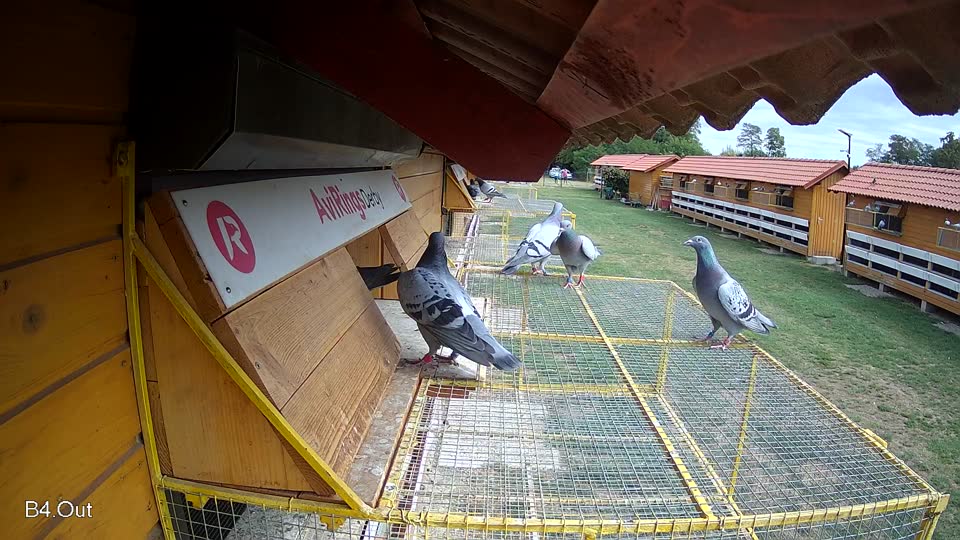 Pigeon Arrival Image For Race Race 4