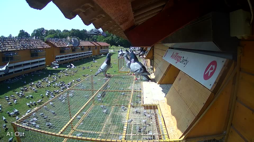 Pigeon Arrival Image For Race Race 3