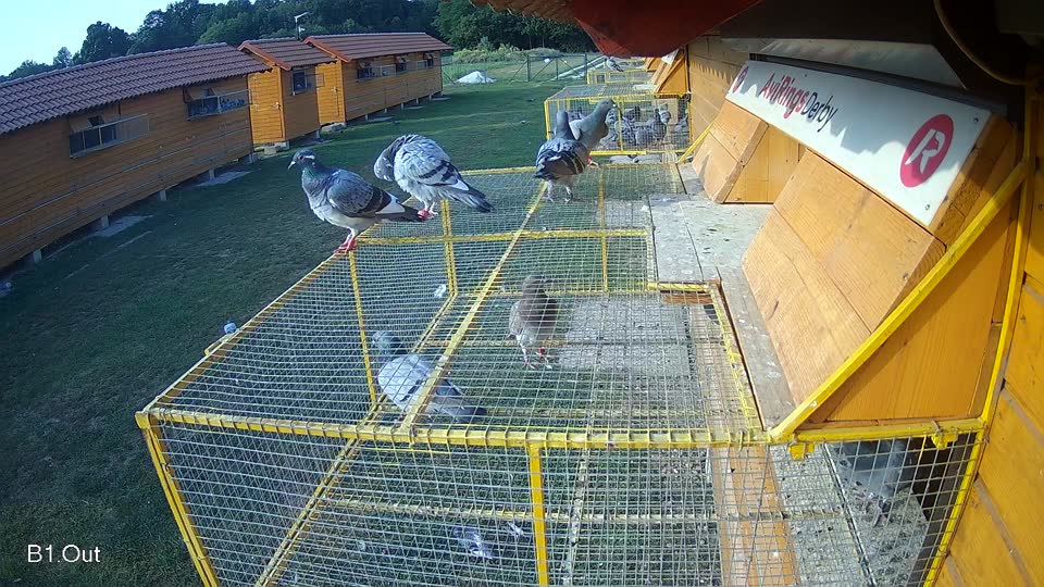 Pigeon Arrival Image For Race Race 4