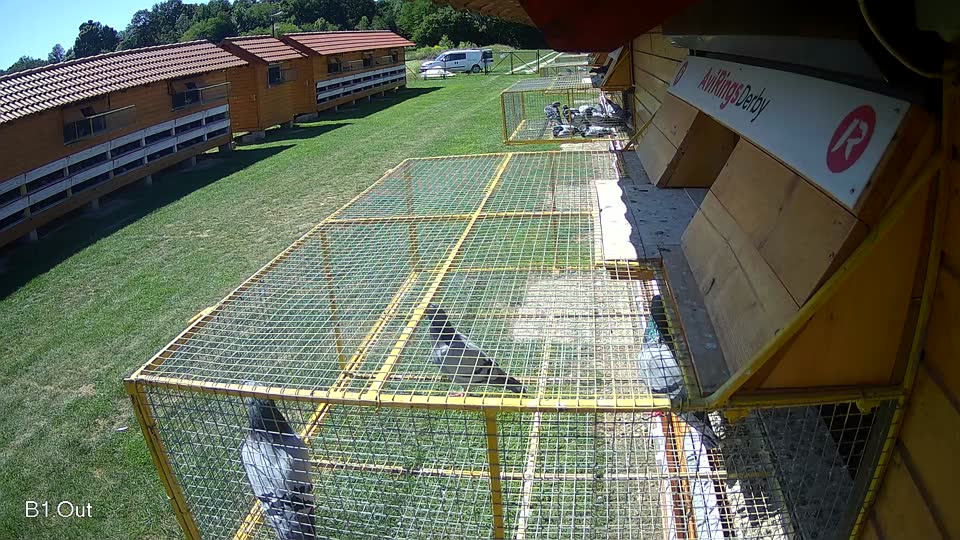 Pigeon Arrival Image For Race Race 2