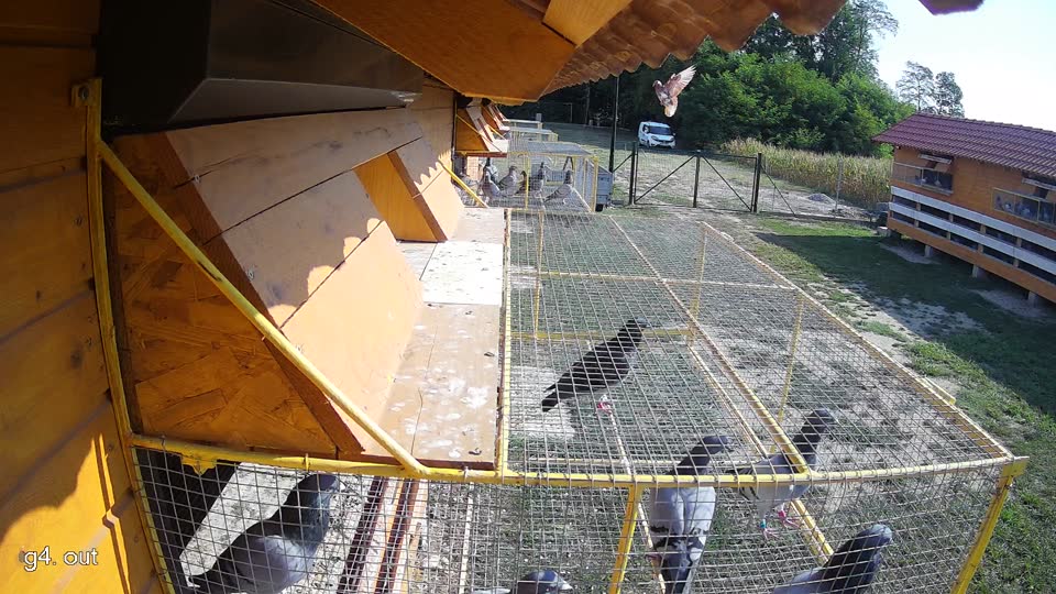 Pigeon Arrival Image For Race Race 1