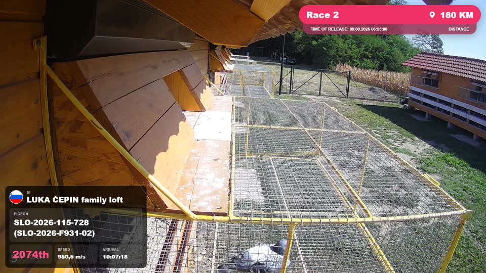 Pigeon Arrival Image For Race Race 2
