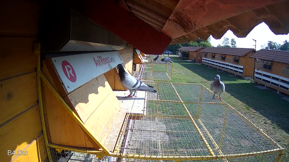 Pigeon Arrival Image For Race Race 1
