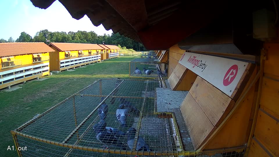 Pigeon Arrival Image For Race Race 1