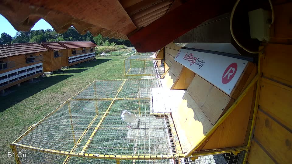 Pigeon Arrival Image For Race Race 2