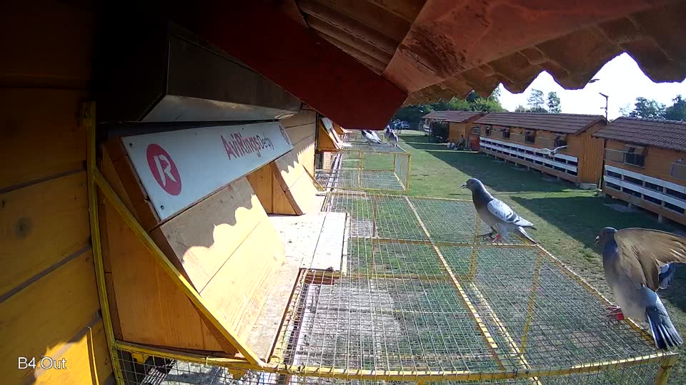 Pigeon Arrival Image For Race Race 1