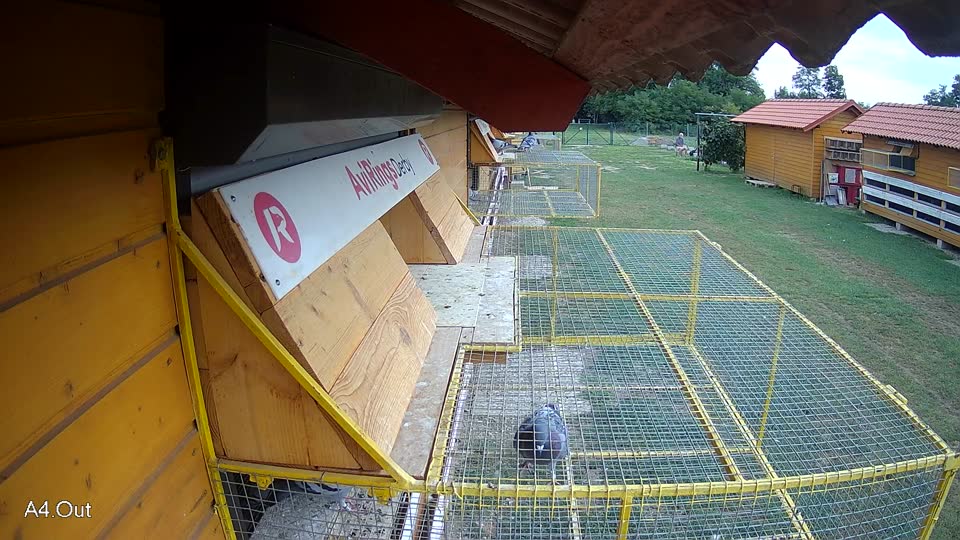 Pigeon Arrival Image For Race Race 3