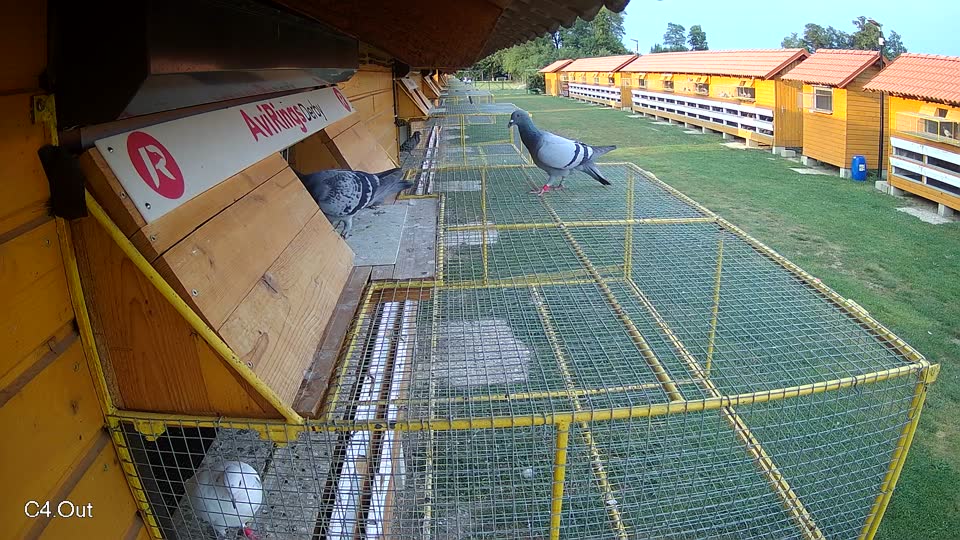Pigeon Arrival Image For Race Race 4
