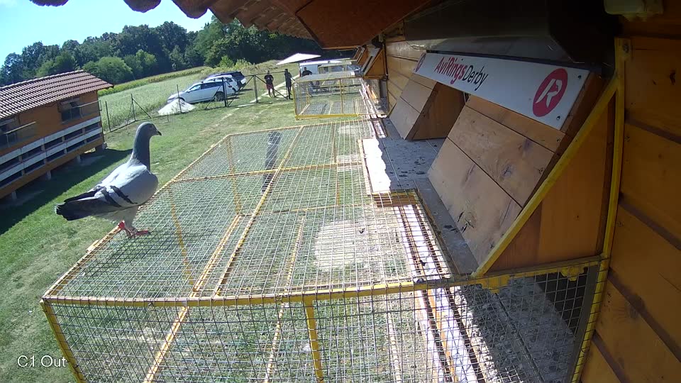 Pigeon Arrival Image For Race Race 5