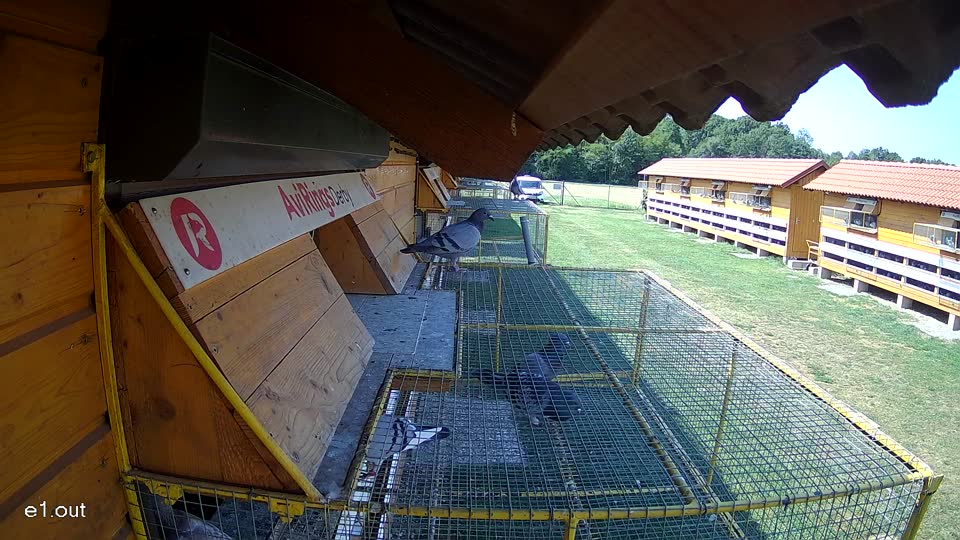 Pigeon Arrival Image For Race Race 1