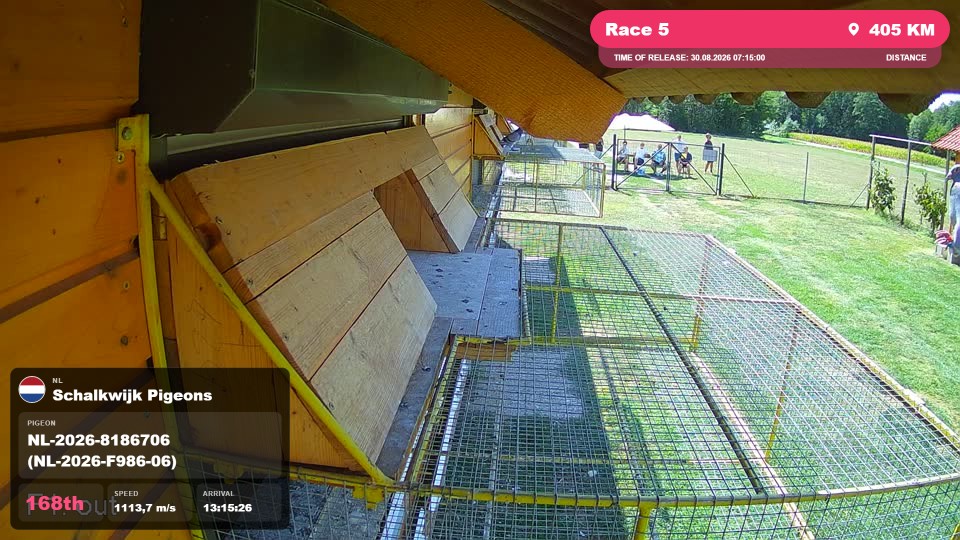 Pigeon Arrival Image For Race Race 5
