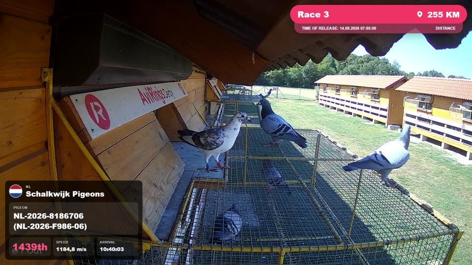 Pigeon Arrival Image For Race Race 3
