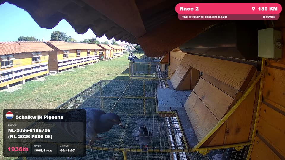 Pigeon Arrival Image For Race Race 2