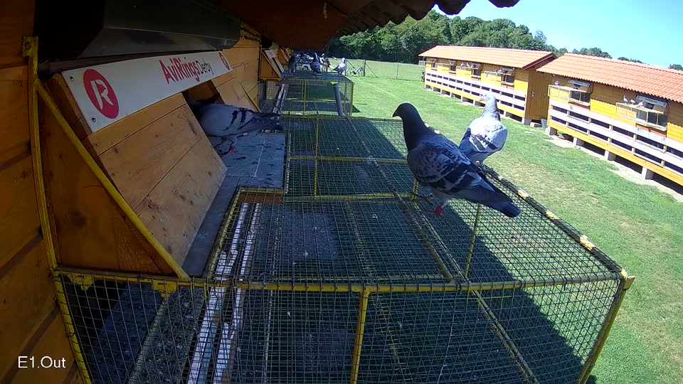 Pigeon Arrival Image For Race Race 2