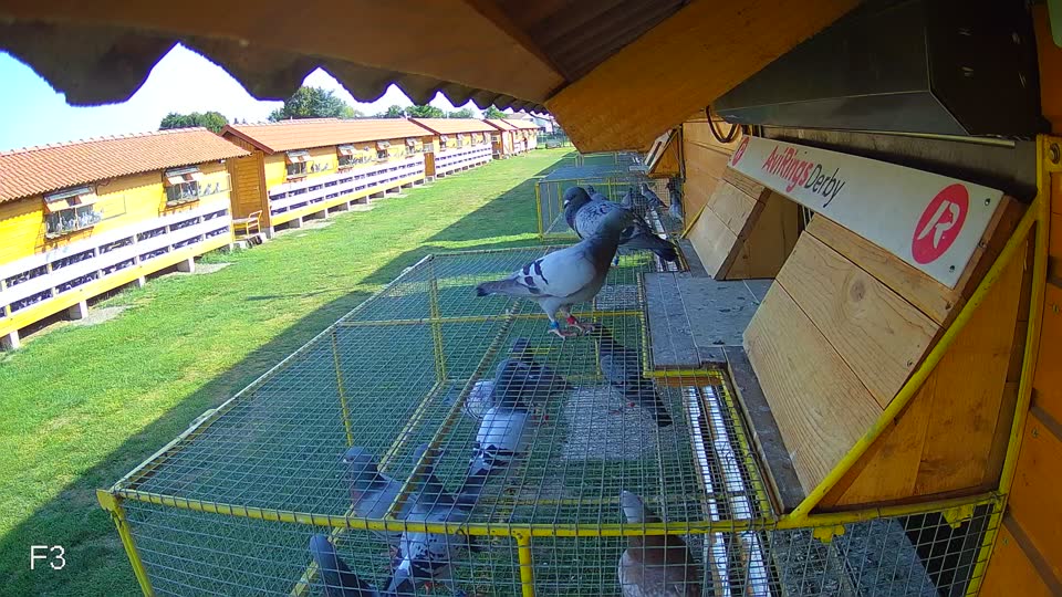 Pigeon Arrival Image For Race Race 1