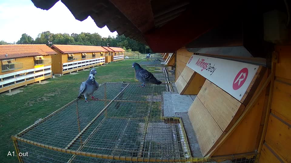 Pigeon Arrival Image For Race Race 5