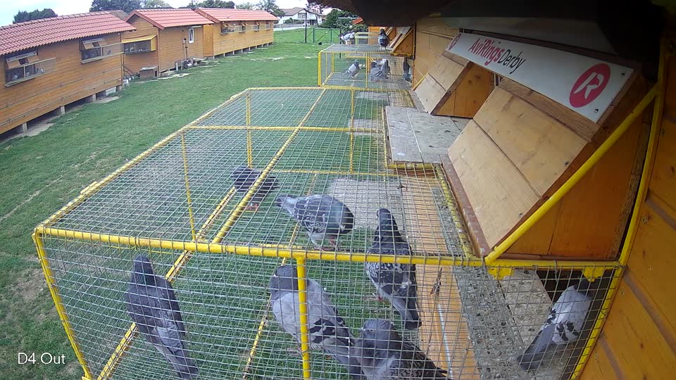 Pigeon Arrival Image For Race Race 6