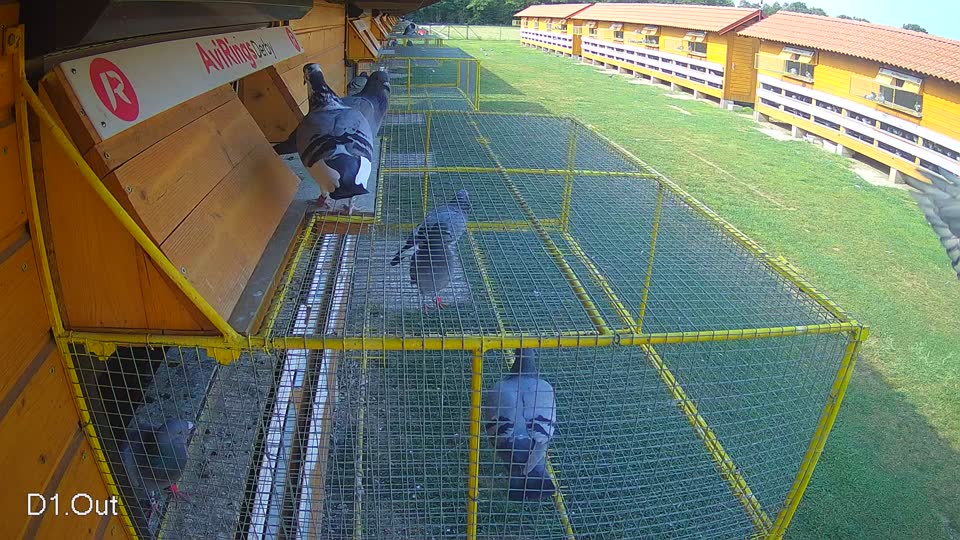 Pigeon Arrival Image For Race Race 4