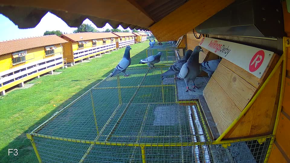 Pigeon Arrival Image For Race Race 1