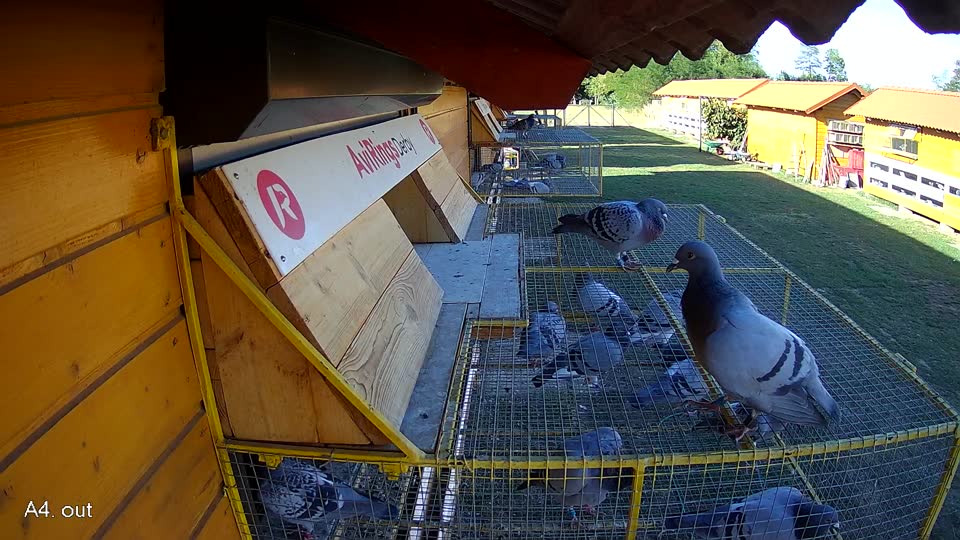 Pigeon Arrival Image For Race Race 3
